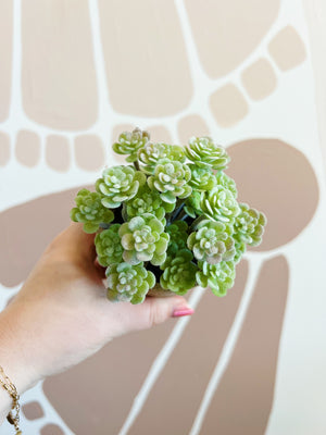 
                  
                    Load image into Gallery viewer, Faux succulents
                  
                