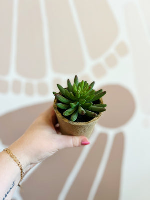 
                  
                    Load image into Gallery viewer, Faux succulents
                  
                